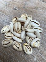 Cowrie Shells, Seashells for Craft and  Beads jewellery SH7 , 24 pieces