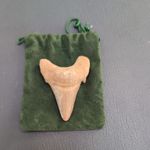 Fossil Shark Tooth 75 million years old (estimated)