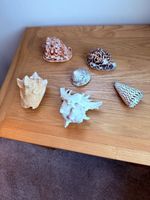 A Collection of Shells Various Sizes Shapes and Colours from Different locations