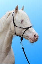 Libby's Knotted Pressure Halter Horse Pony Equine Halters Headcollar