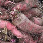 Mangel Wurzel - Mammoth Long Red - 100 / 500 Seeds - Beta Vulgaris