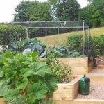 Vegetable Fruit Cages Erected Height 1.2m Different Choice Of Netting & Size