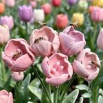 3pcs Ceramic Bee Butterfly Water Dispenser Insect Drinking Cup Garden Stake DIY