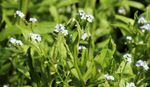 Myosotis scorpioides (Water forget-me-not) - Marginal Pond Plants - MP084