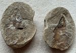 Brazil Fossil Fish Pair Split Nodule, 964g