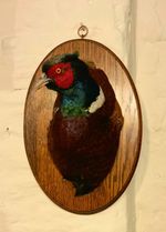 Oak Plaque With Shoulder Mount Pheasant Game Bird Male