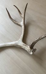 Natural Shed Rain Deer Antler Taxidermy Wall Mount Decoration Man Cave