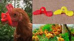 Pinless Chicken Peepers Pheasant Poultry Blinders Eye Glasses