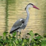 DECOY HERON DETERRENT FOR POND SCARER GARDEN BIRD PEST ORNAMENT PLASTIC RESIN