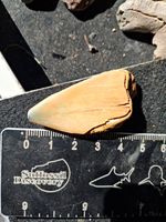 C.plicatilis Shark Tooth Pilocene Deposits Uk Red Crag