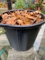 15L OAK Leaves. STRICTLY ORGANIC dried 100% Bioactive hardwood OAK Leaves.