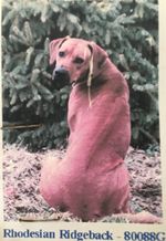Best of Breed~ “RHODESIAN RIDGEBACK”~2 Layers~12.5 X 17.5~Flag~USA~NEW~FREE SHIP