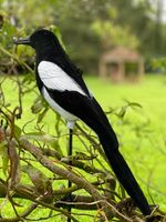 MAGPIE DECOY FLOCKED FULL BODIED  HIGH DEFINITION SHOOTING HUNTING WITH STAKE