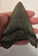 Megalodon Shark Tooth Large Genuine Fossil