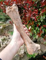 Steppe Bison Leg Bone  Ice Age Fossil North Sea UK