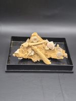 Multi-mineral Matrix Block  Ammonite Belemnites And Sea Urchins