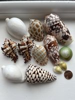 Set Of Seashells