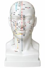 Human Head Acupuncture Model 21cm Acupoint Reference