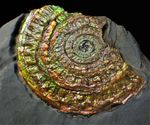Large multi-coloured iridescent Caloceras display ammonite fossil ammolite UK 