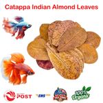1000Pcs Indian Almond Leaves 10-15cm Catappa Ketapang for Fish, Shrimp, Aquarium