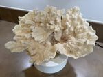 Natural Decorative Coral Display – Approx. 35cm x 26cm