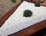 THASSOS  Decorative Garden Stones Pebbles EXTRA WHITE 10-30mm 20Kg Bag