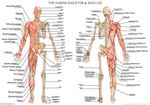 Human Skeleton with Muscles Anatomy Diagram A2 Poster 59cm x 42cm Print BLPA2P15