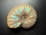 Madagascar Ammonite Fossil - Cleoniceras Iridescent Cretaceous 2.7cm - With Case