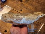  Rare Fossil found in Happisbugh absolutely stunning 