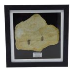 Fossil Dragonflies Libellula Doris Larvae  Miocene Tuscany Italy Deep Framed
