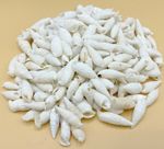 WHITE ICICLE SEASHELLS ~ 250 GRAMS TO 1 KILO ~ BULK ~ WHOLESALE ~ CRAFTS ~ ART