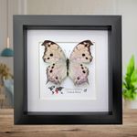 Framed Salamis Butterfly, Central Africa, 6x6"