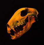 Dog Skull Replica Bull Terrier Fluorescent Dog Skull Oddities Decor UV Reactive 