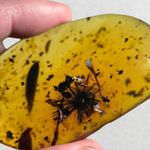 DANDELION SEED in Burmese / Burmite amber fossil / 100% genuine amber 