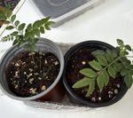 2 Curry leaf plants in 9 cm pots