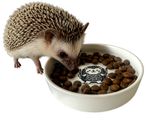 Hedgehog Food Bowl – Ceramic Low Profile Non Tip – Durable, Weather Resistant