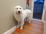 Dog Training Stacking Blocks, Agility, Show Conformation, set of 4 - 50x50x50