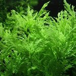 Hygrophila Difformis (5x) Water Wisteria Live Aquarium Plant Tropical K2AQUA