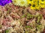 Sphagnum Moss, 100% Natural &Hand Picked, Snails, Frogs, Hanging Baskets