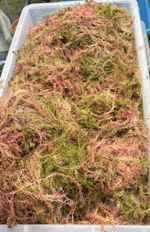 Fresh Live Welsh sphagnum moss 1kg (5/8 litres) Mosspole Wreath Propagations