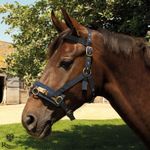 Nylon Lunge Cavesson by Rhinegold   Padded Noseband   Lunge/Training Aid   Navy