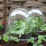 Pack of 3 - Small Plastic Bell Cloche Garden Plant Frost Pest Protection Cover 