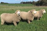 Corriedale Slivers of Washed Sheep's wool: Natural or Dyed: Felsted Fleece