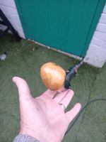 IRISH BLACKTHORN HIKING STAFF 48  INCHS LONG  SUPER ROOTBALL  KNOB HANDLE