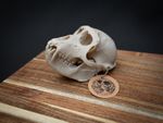 Life Size Macaque Skull Replica – Realistic 3D Printed Primate Bone Model
