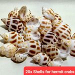 20x Spare empty shells seashells for hermit crab crabs - see pics for size 