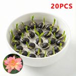 20PCS Bowl Lotus Seeds Water Lily Flower Seeds Mini Pond Plant Garden Decor UK