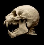 Werewolf Skull Replica Lifesize Cryptid Monster Oddities Gothic Horror Prop