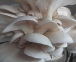 Oyster Mushroom Grow Kit | Hands-On Mushroom Growing | Beginner |  Reusable