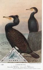 Lundy Island Unused plain back card of Cormorants franked with 1955 2p bird